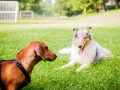 Hundebegegnung_Marburg_Gaia_Langhaarcollie_Rough_Collie_Dackel_Colja_Lahnwiese_Suedviertel_Lahn_Wiese_Freundschaft._Spielen (12).jpg