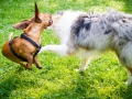 Hundebegegnung_Marburg_Gaia_Langhaarcollie_Rough_Collie_Dackel_Colja_Lahnwiese_Suedviertel_Lahn_Wiese_Freundschaft._Spielen (2).jpg