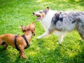 Hundebegegnung_Marburg_Gaia_Langhaarcollie_Rough_Collie_Dackel_Colja_Lahnwiese_Suedviertel_Lahn_Wiese_Freundschaft._Spielen (4).jpg