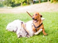 Hundebegegnung_Marburg_Gaia_Langhaarcollie_Rough_Collie_Dackel_Colja_Lahnwiese_Suedviertel_Lahn_Wiese_Freundschaft._Spielen (6).jpg