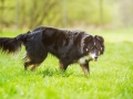 Border_Collie_Mischling_Maggy_tricolor_Lahnwiesen_Wiese_Marburg_Hundefotografie_Tierfotografie_Christine_Hemlep (1)