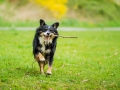 Border_Collie_Mischling_Maggy_tricolor_Lahnwiesen_Wiese_Marburg_Hundefotografie_Tierfotografie_Christine_Hemlep (11)