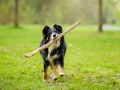 Border_Collie_Mischling_Maggy_tricolor_Lahnwiesen_Wiese_Marburg_Hundefotografie_Tierfotografie_Christine_Hemlep (13)
