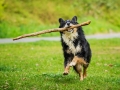 Border_Collie_Mischling_Maggy_tricolor_Lahnwiesen_Wiese_Marburg_Hundefotografie_Tierfotografie_Christine_Hemlep (15)