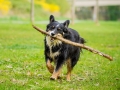 Border_Collie_Mischling_Maggy_tricolor_Lahnwiesen_Wiese_Marburg_Hundefotografie_Tierfotografie_Christine_Hemlep (17)