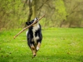 Border_Collie_Mischling_Maggy_tricolor_Lahnwiesen_Wiese_Marburg_Hundefotografie_Tierfotografie_Christine_Hemlep (19)