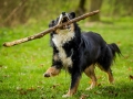 Border_Collie_Mischling_Maggy_tricolor_Lahnwiesen_Wiese_Marburg_Hundefotografie_Tierfotografie_Christine_Hemlep (21)