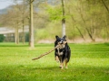 Border_Collie_Mischling_Maggy_tricolor_Lahnwiesen_Wiese_Marburg_Hundefotografie_Tierfotografie_Christine_Hemlep (23)