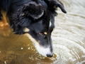 Border_Collie_Mischling_Maggy_tricolor_Lahnwiesen_Wiese_Marburg_Hundefotografie_Tierfotografie_Christine_Hemlep (27)