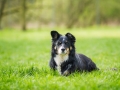 Border_Collie_Mischling_Maggy_tricolor_Lahnwiesen_Wiese_Marburg_Hundefotografie_Tierfotografie_Christine_Hemlep (3)