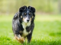 Border_Collie_Mischling_Maggy_tricolor_Lahnwiesen_Wiese_Marburg_Hundefotografie_Tierfotografie_Christine_Hemlep (5)