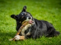 Border_Collie_Mischling_Maggy_tricolor_Lahnwiesen_Wiese_Marburg_Hundefotografie_Tierfotografie_Christine_Hemlep (7)