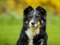 Border_Collie_Mischling_Maggy_tricolor_Lahnwiesen_Wiese_Marburg_Hundefotografie_Tierfotografie_Christine_Hemlep (9)