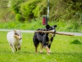 Langhaarcollie_Rough_Collie_bluemerle_welpe_Gaia_Border_Mischling_Maggy_tricolor_Lahnwiesen_Wiese_Marburg_Hundefotografie_Tierfotografie_Christine_Hemlep (11)