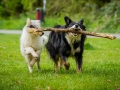 Langhaarcollie_Rough_Collie_bluemerle_welpe_Gaia_Border_Mischling_Maggy_tricolor_Lahnwiesen_Wiese_Marburg_Hundefotografie_Tierfotografie_Christine_Hemlep (13)