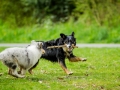 Langhaarcollie_Rough_Collie_bluemerle_welpe_Gaia_Border_Mischling_Maggy_tricolor_Lahnwiesen_Wiese_Marburg_Hundefotografie_Tierfotografie_Christine_Hemlep (5)