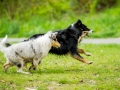 Langhaarcollie_Rough_Collie_bluemerle_welpe_Gaia_Border_Mischling_Maggy_tricolor_Lahnwiesen_Wiese_Marburg_Hundefotografie_Tierfotografie_Christine_Hemlep (7)