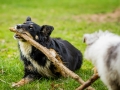Langhaarcollie_Rough_Collie_bluemerle_welpe_Gaia_Border_Mischling_Maggy_tricolor_Lahnwiesen_Wiese_Marburg_Hundefotografie_Tierfotografie_Christine_Hemlep (9)
