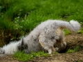 Langhaarcollie_Rough_Collie_bluemerle_welpe_Gaia_Lahnwiesen_Wiese_Marburg_Hundefotografie_Tierfotografie_Christine_Hemlep (1)