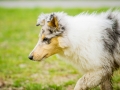 Langhaarcollie_Rough_Collie_bluemerle_welpe_Gaia_Lahnwiesen_Wiese_Marburg_Hundefotografie_Tierfotografie_Christine_Hemlep (11)
