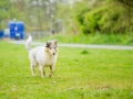 Langhaarcollie_Rough_Collie_bluemerle_welpe_Gaia_Lahnwiesen_Wiese_Marburg_Hundefotografie_Tierfotografie_Christine_Hemlep (13)