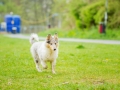 Langhaarcollie_Rough_Collie_bluemerle_welpe_Gaia_Lahnwiesen_Wiese_Marburg_Hundefotografie_Tierfotografie_Christine_Hemlep (15)