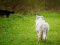 Langhaarcollie_Rough_Collie_bluemerle_welpe_Gaia_Lahnwiesen_Wiese_Marburg_Hundefotografie_Tierfotografie_Christine_Hemlep (17)