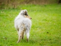 Langhaarcollie_Rough_Collie_bluemerle_welpe_Gaia_Lahnwiesen_Wiese_Marburg_Hundefotografie_Tierfotografie_Christine_Hemlep (19)