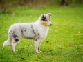 Langhaarcollie_Rough_Collie_bluemerle_welpe_Gaia_Lahnwiesen_Wiese_Marburg_Hundefotografie_Tierfotografie_Christine_Hemlep (21)