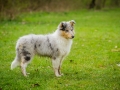 Langhaarcollie_Rough_Collie_bluemerle_welpe_Gaia_Lahnwiesen_Wiese_Marburg_Hundefotografie_Tierfotografie_Christine_Hemlep (23)