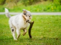 Langhaarcollie_Rough_Collie_bluemerle_welpe_Gaia_Lahnwiesen_Wiese_Marburg_Hundefotografie_Tierfotografie_Christine_Hemlep (27)