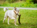 Langhaarcollie_Rough_Collie_bluemerle_welpe_Gaia_Lahnwiesen_Wiese_Marburg_Hundefotografie_Tierfotografie_Christine_Hemlep (29)