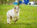 Langhaarcollie_Rough_Collie_bluemerle_welpe_Gaia_Lahnwiesen_Wiese_Marburg_Hundefotografie_Tierfotografie_Christine_Hemlep (31)