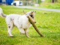 Langhaarcollie_Rough_Collie_bluemerle_welpe_Gaia_Lahnwiesen_Wiese_Marburg_Hundefotografie_Tierfotografie_Christine_Hemlep (33)