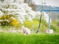 Langhaarcollie_Rough_Collie_bluemerle_welpe_Gaia_Lahnwiesen_Wiese_Marburg_Hundefotografie_Tierfotografie_Christine_Hemlep (37)