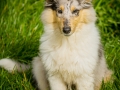 Langhaarcollie_Rough_Collie_bluemerle_welpe_Gaia_Lahnwiesen_Wiese_Marburg_Hundefotografie_Tierfotografie_Christine_Hemlep (41)