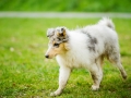 Langhaarcollie_Rough_Collie_bluemerle_welpe_Gaia_Lahnwiesen_Wiese_Marburg_Hundefotografie_Tierfotografie_Christine_Hemlep (7)