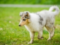 Langhaarcollie_Rough_Collie_bluemerle_welpe_Gaia_Lahnwiesen_Wiese_Marburg_Hundefotografie_Tierfotografie_Christine_Hemlep (9)