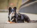 Tierfotografie_Hundefotografie_Marburg_Hund_Fotografin_Christine_Hemlep_Border_Collie_Mischling_tricolor_Maggy (10)