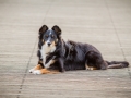 Tierfotografie_Hundefotografie_Marburg_Hund_Fotografin_Christine_Hemlep_Border_Collie_Mischling_tricolor_Maggy (16)