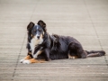 Tierfotografie_Hundefotografie_Marburg_Hund_Fotografin_Christine_Hemlep_Border_Collie_Mischling_tricolor_Maggy (19)