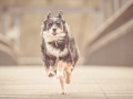 Tierfotografie_Hundefotografie_Marburg_Hund_Fotografin_Christine_Hemlep_Border_Collie_Mischling_tricolor_Maggy (26)