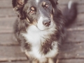 Tierfotografie_Hundefotografie_Marburg_Hund_Fotografin_Christine_Hemlep_Border_Collie_Mischling_tricolor_Maggy (5)