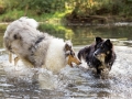 Border_Collie_Mischling_Maggy_tricolor_Langhaarcollie_Collie_Gaia_bluemerle_Marburg_Lahn_Hund_Hundefotografie (1).jpg