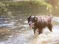 Border_Collie_Mischling_Maggy_tricolor__Marburg_Lahn_Hund_Hundefotografie_Fotografin_Christine_Hemlep (1).jpg