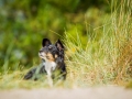 Border_Collie_Mischling_tricolor_Maggy_Strand_Urlaub_Laboe_Ostsee (1)