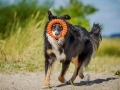 Border_Collie_Mischling_tricolor_Maggy_Strand_Urlaub_Laboe_Ostsee (2)