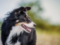 Border_Collie_Mischling_tricolor_Maggy_Strand_Urlaub_Laboe_Ostsee (3)