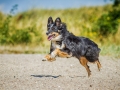 Border_Collie_Mischling_tricolor_Maggy_Strand_Urlaub_Laboe_Ostsee (4)