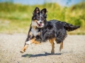 Border_Collie_Mischling_tricolor_Maggy_Strand_Urlaub_Laboe_Ostsee (5)